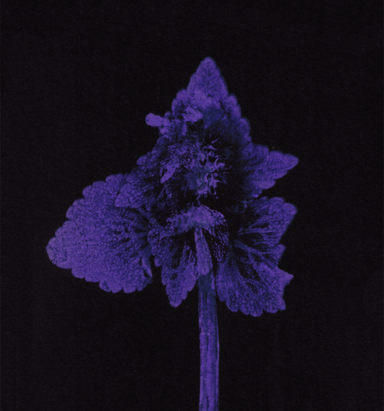 Impresii botanice | Lamium purpureum v1 