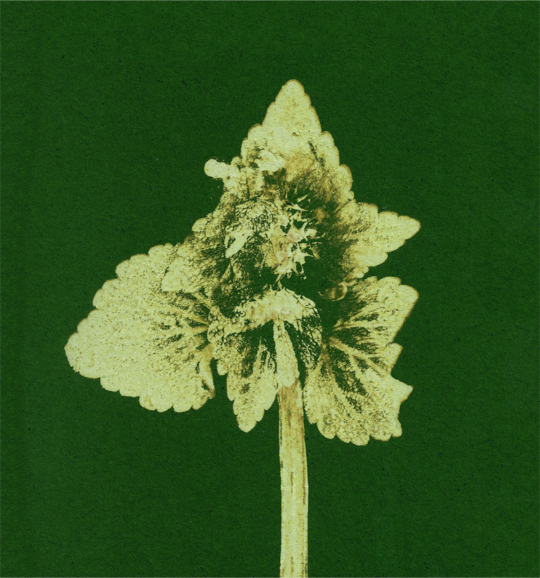 Impresii botanice | Lamium purpureum v3 