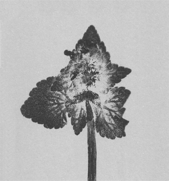 Impresii botanice | Lamium purpureum v4