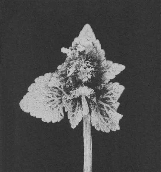 Impresii botanice | Lamium purpureum v5 