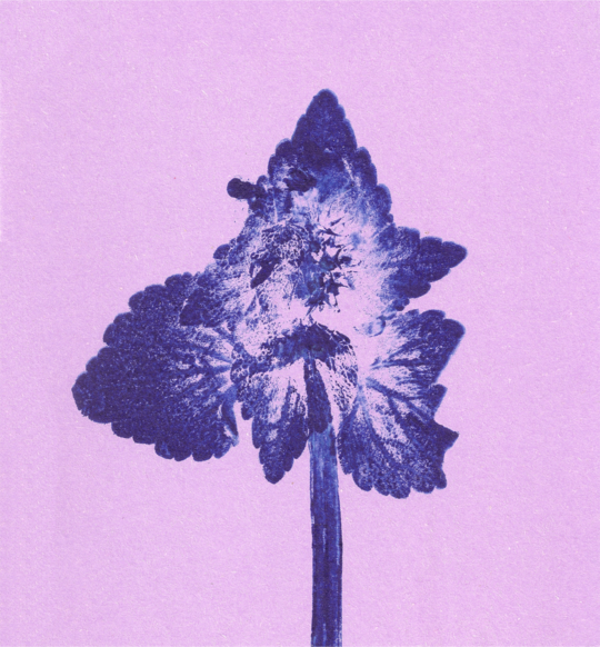 Impresii botanice | Lamium purpureum v6