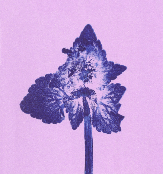 Impresii botanice | Lamium purpureum v6