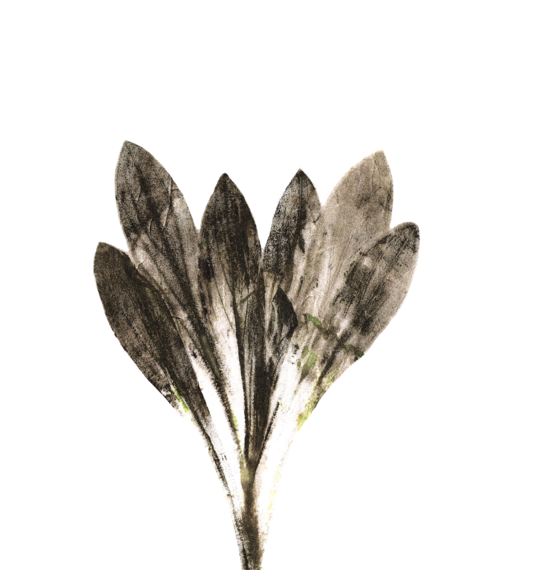Impresii botanice | Planta ex horto