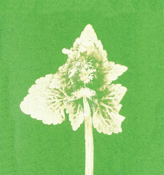 Lamium purpureum v2 | Povești din grădină Lamium purpureum v2 | Povești din grădină