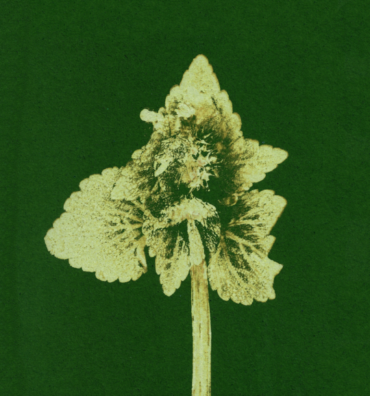 Impresii botanice | Lamium purpureum v3 