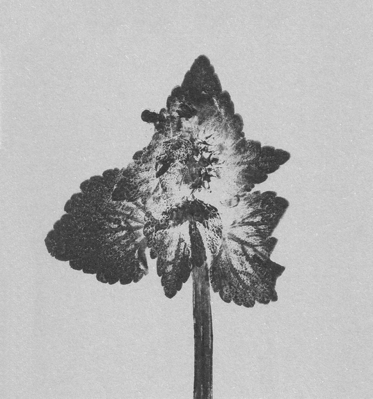 Impresii botanice | Lamium purpureum v4