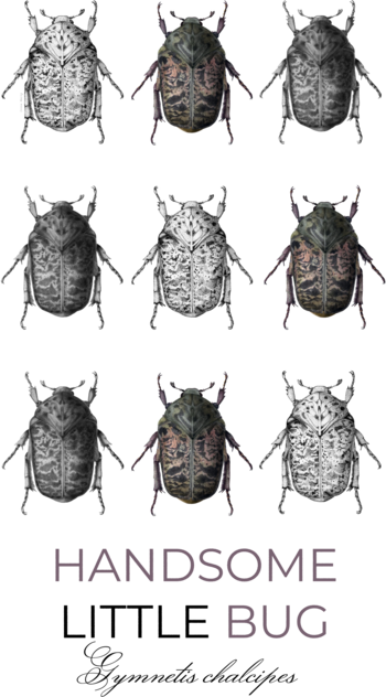 Lumea insectelor | Gymnetis chalcipes 