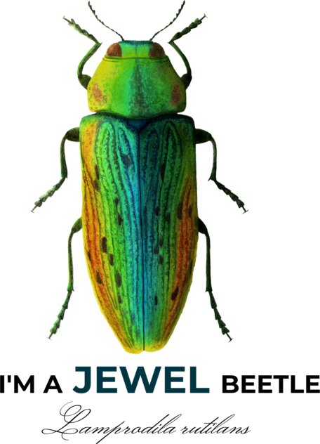 Lumea insectelor | Micile bijuterii din tei – Lamprodila rutilans 