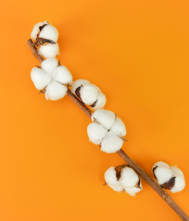 Mituri despre bumbacul organic